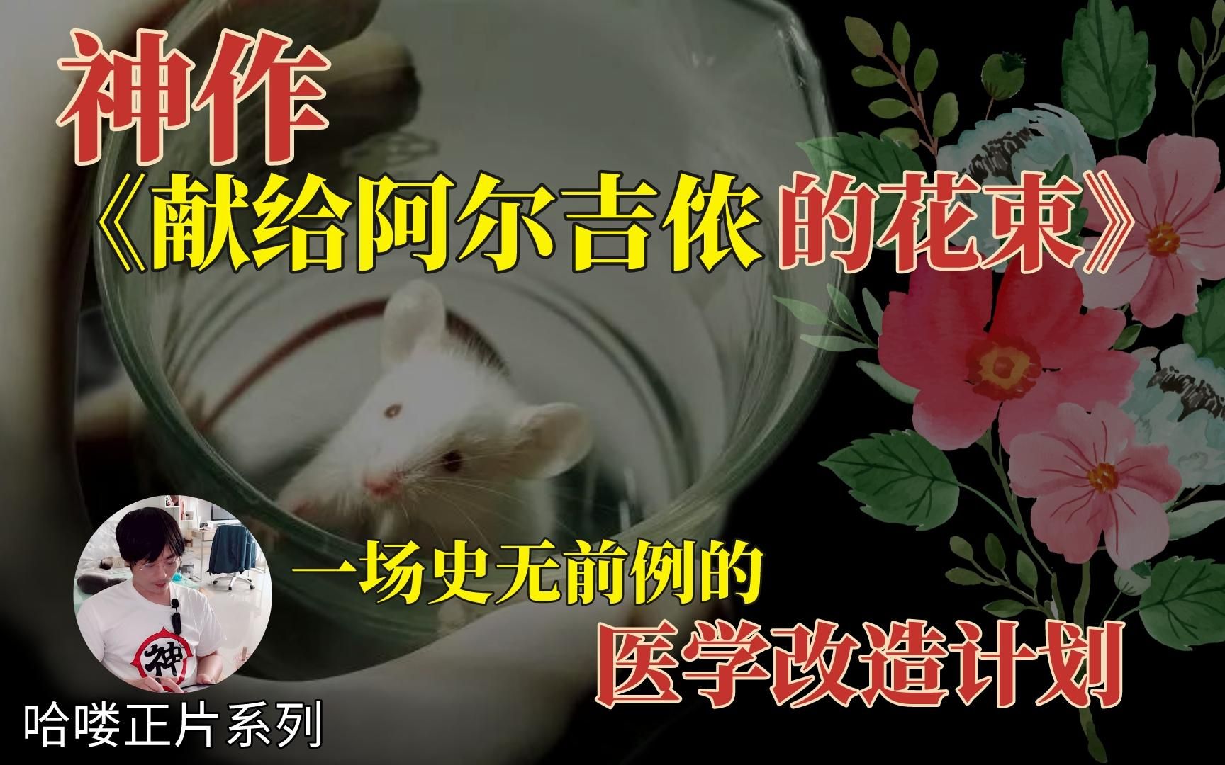 [图]【哈睡故】神作领读《献给阿尔吉侬的花束》：傻小子被人工导入智慧，开启新的世界观|2022/07/16|哈喽