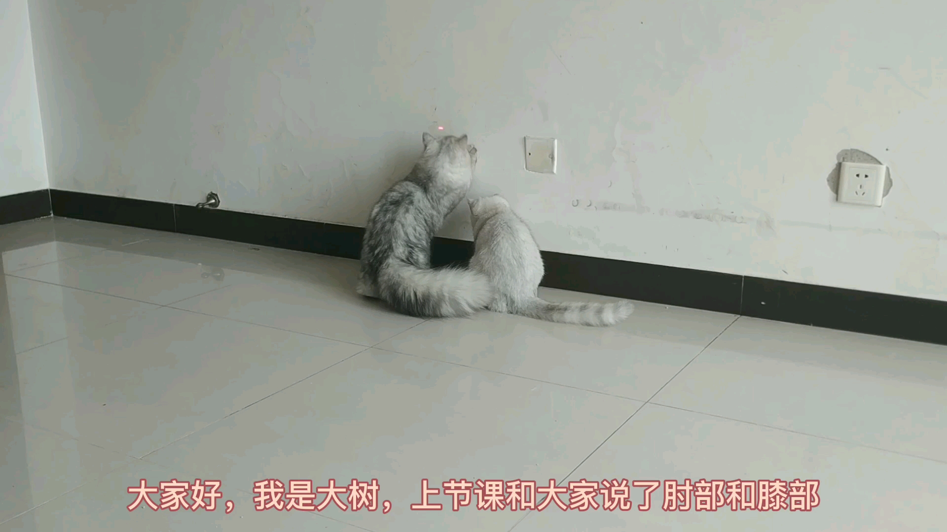 猫行为系列  认识猫咪之猫咪的腕部脚垫和飞节哔哩哔哩bilibili