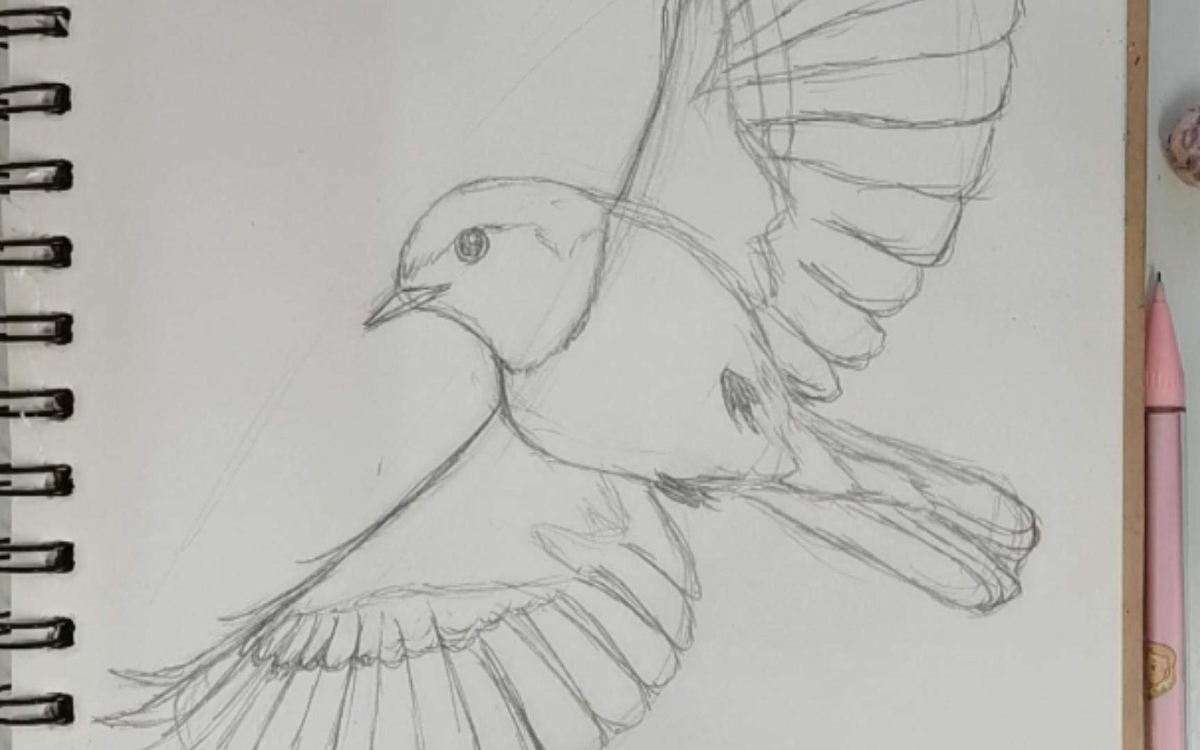 画一只小鸟展翅