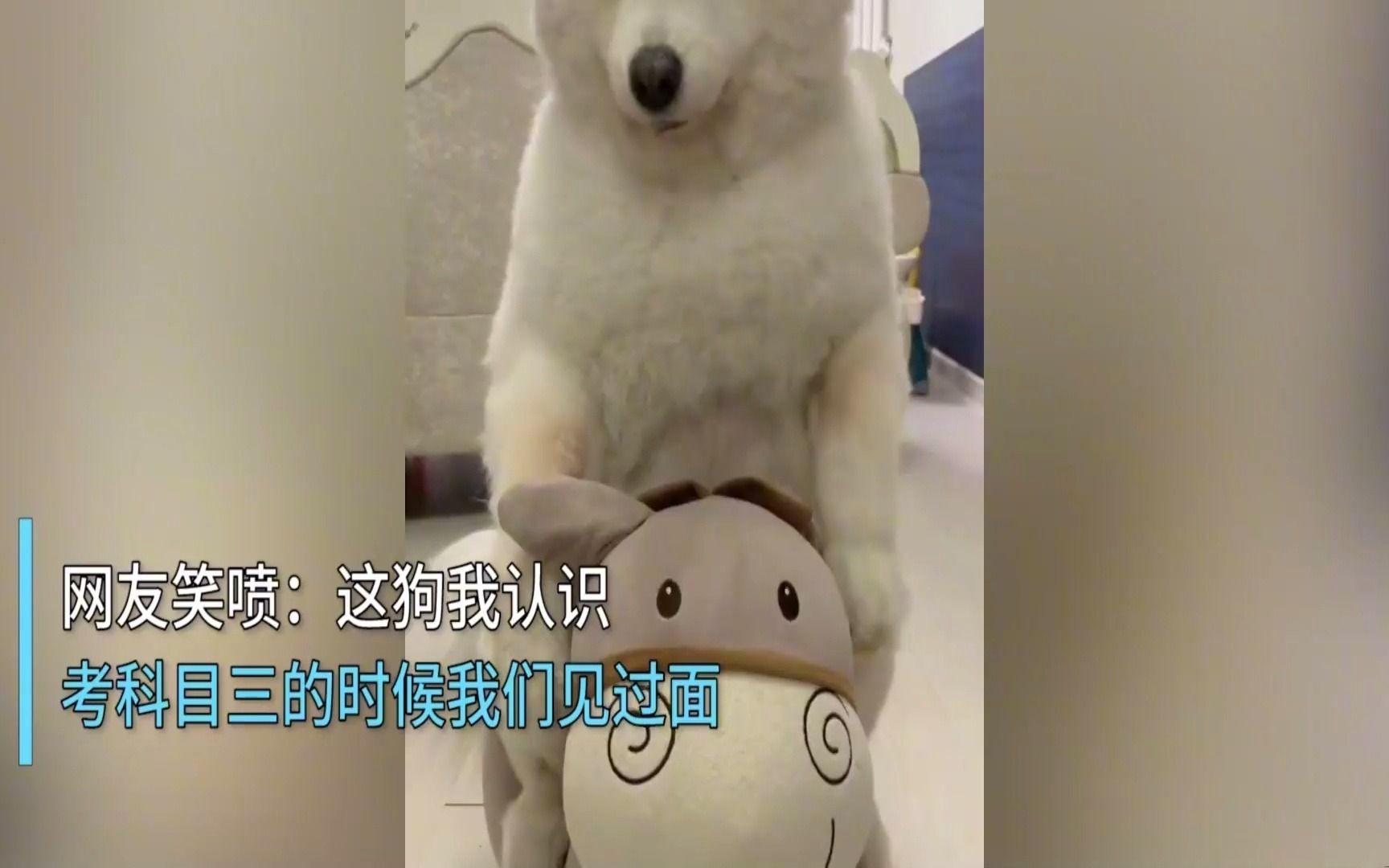黑猫白猫吵架橘猫一脸淡定看戏,主人上前一招制