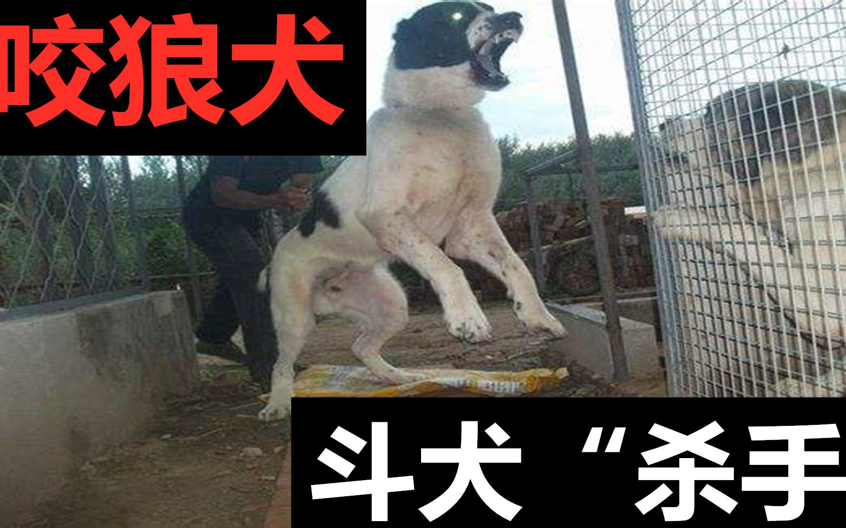 藏獒和欧洲土狗搭配,诞生巨型中亚牧羊犬,外号“斗犬杀手”哔哩哔哩bilibili