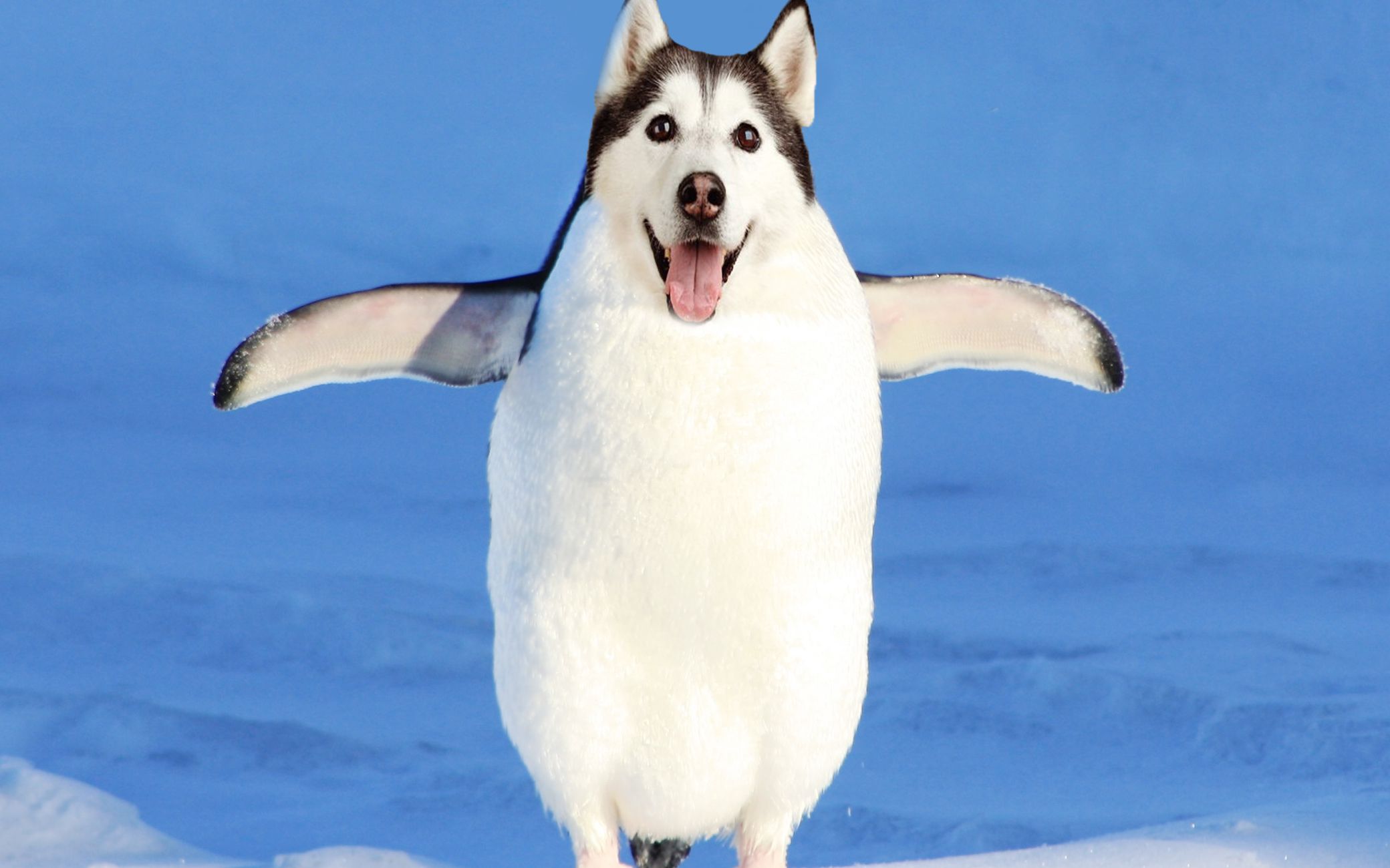 哈士企制作视频(超级搞笑)制作视频来自于我的方块世