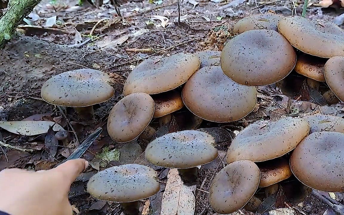 又发现很多黑蘑菇,好大一个,今天收获满满!