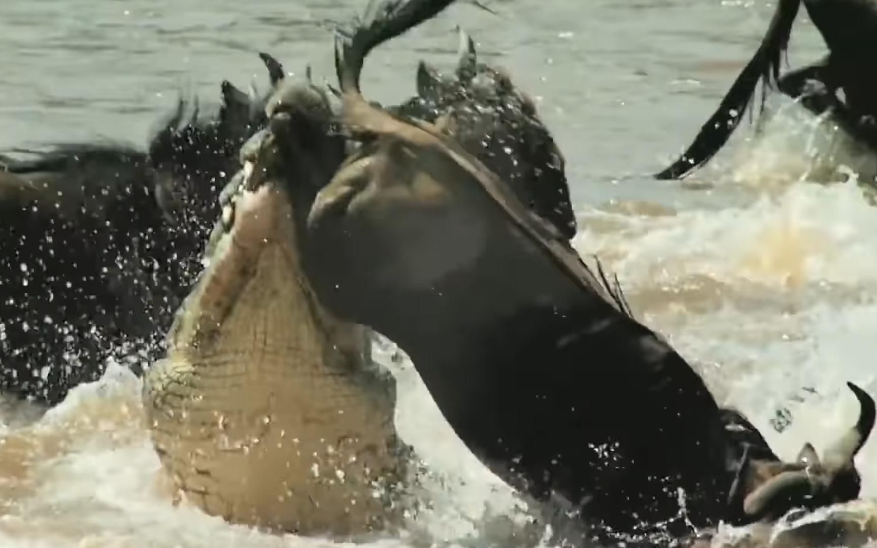 狂野非洲,九死一生的角马大迁徙,渡河场面气势磅礴!