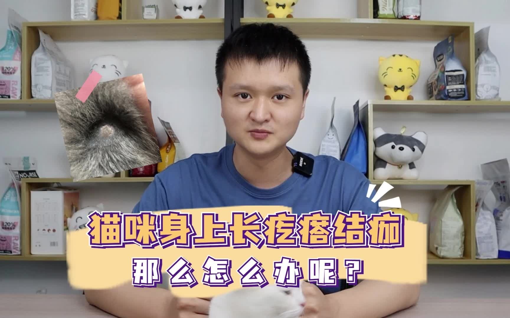 猫咪身上长疙瘩结痂,那么怎么办呢?哔哩哔哩bilibili