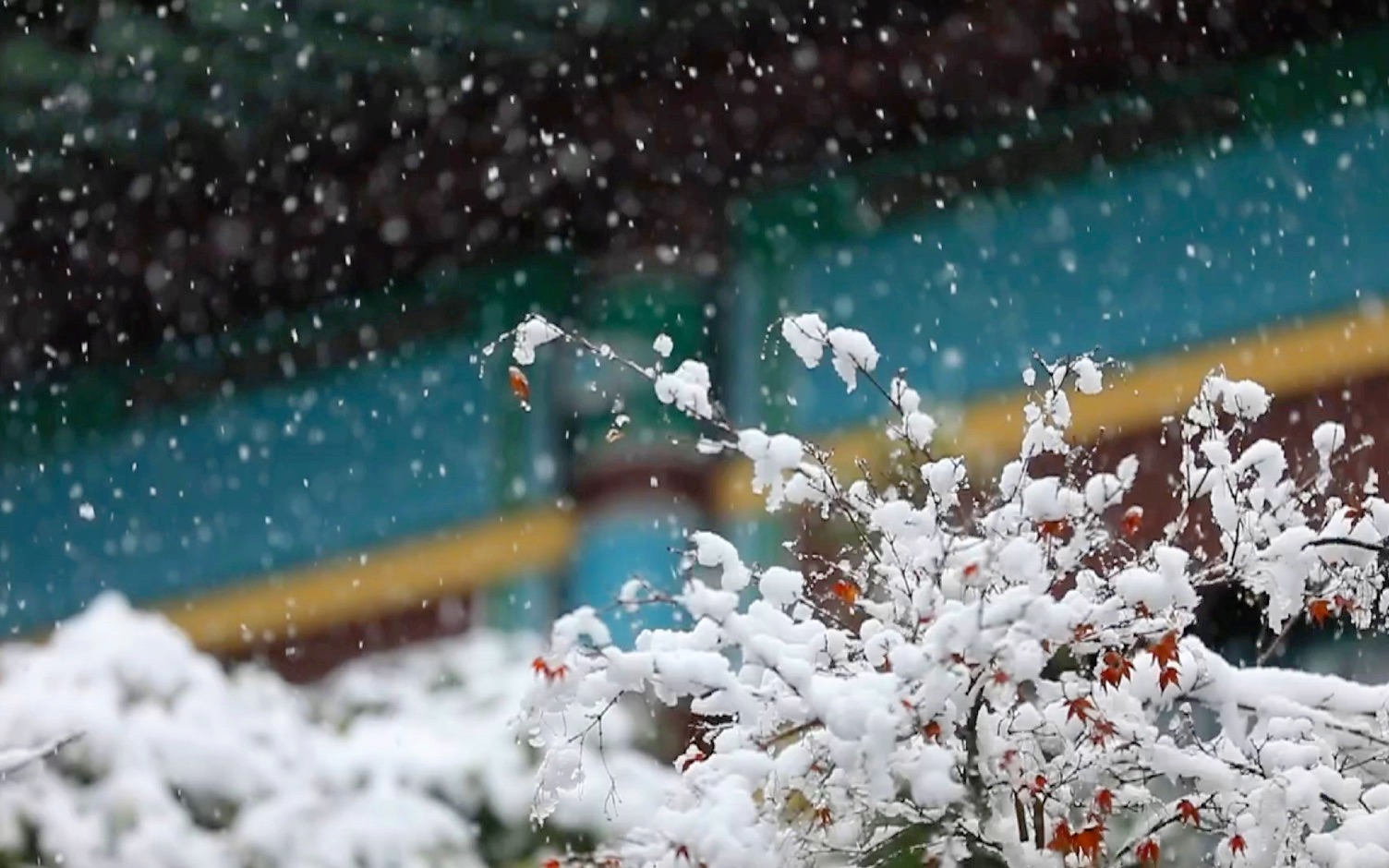 [图]雪至南师｜时序更替里，瑞雪作飞花