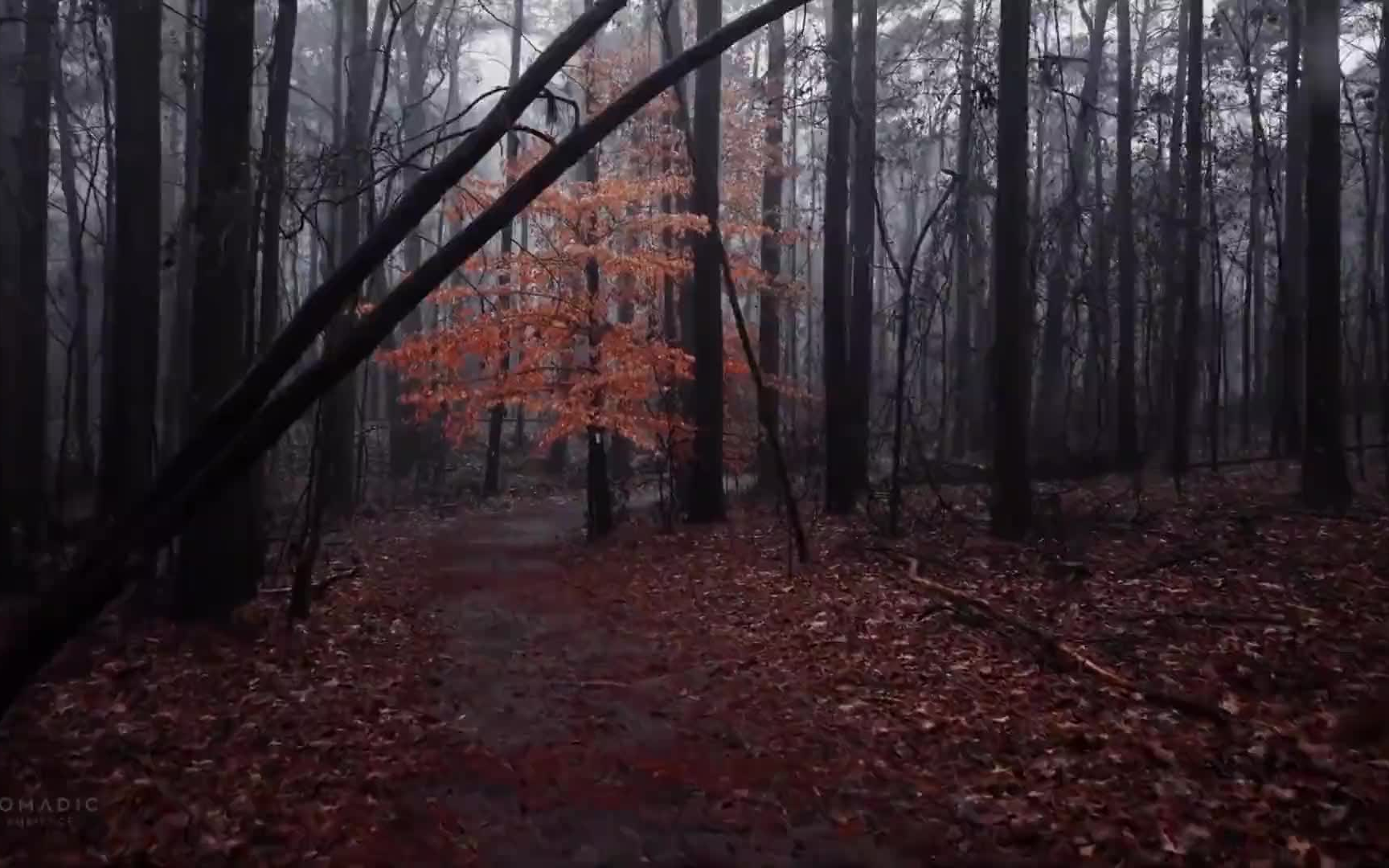 [图]【环境音/白噪音】森林里的雨中漫步