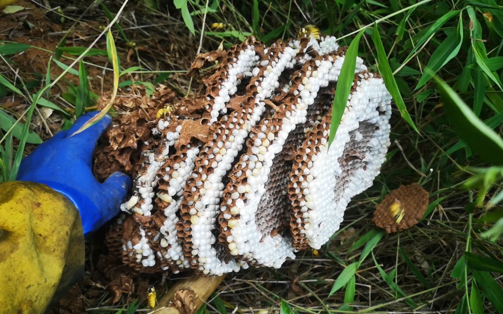 黑绒胡蜂蜂巢图片