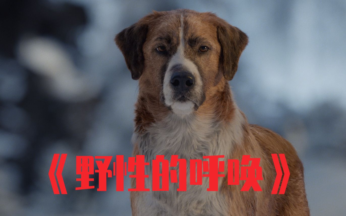 [图]川普解说带你速看宠物犬最终成为传奇狼王的电影《野性的呼唤》