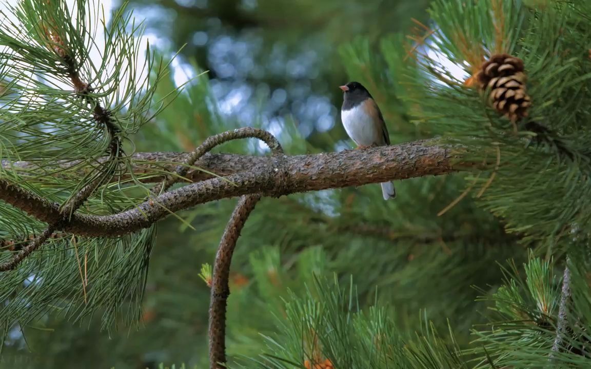 [图]Bird Songs - 8 HOURS of Birds Singing in the Forest - Nature Relaxation Video in