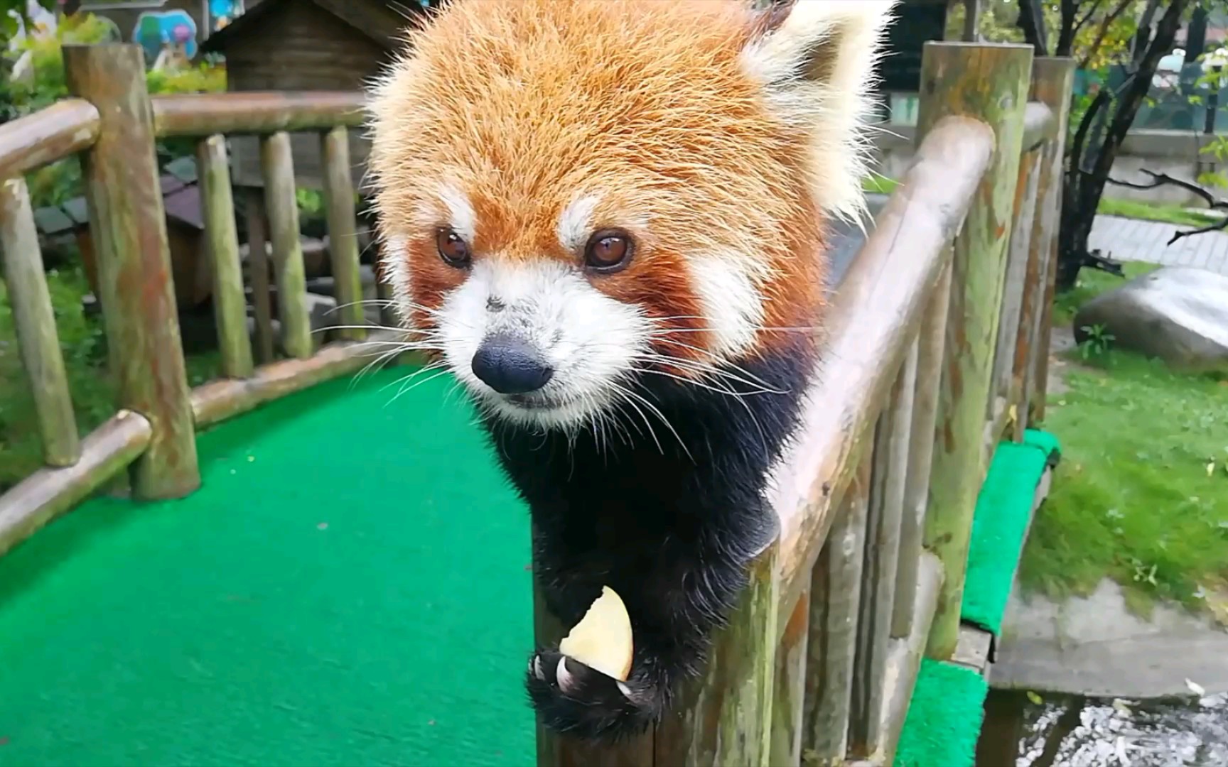 《小熊猫》耳仔不但吃东西温柔 走路也很小心谨慎96_哔哩哔哩_bili