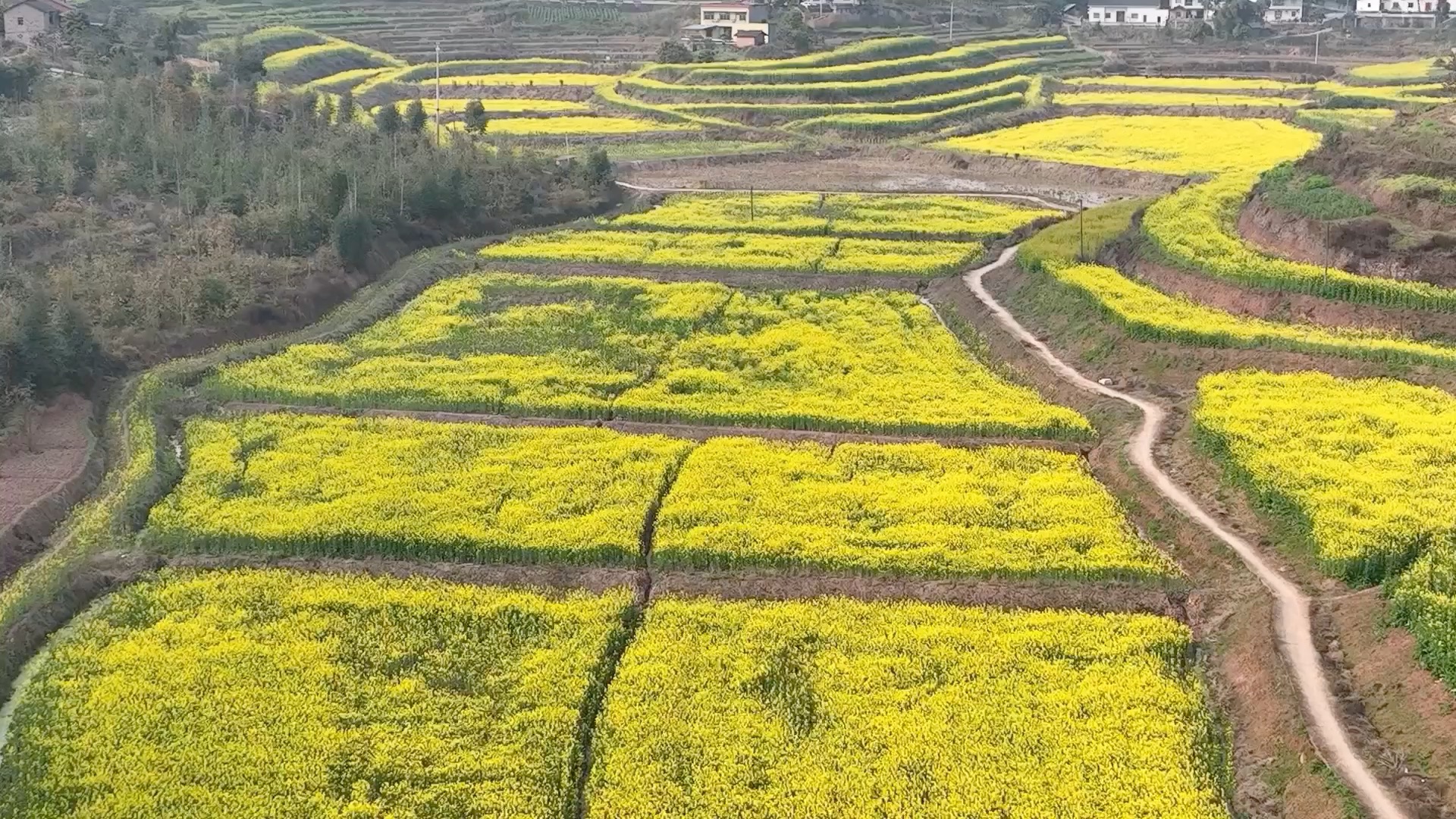 重庆油菜花基地图片