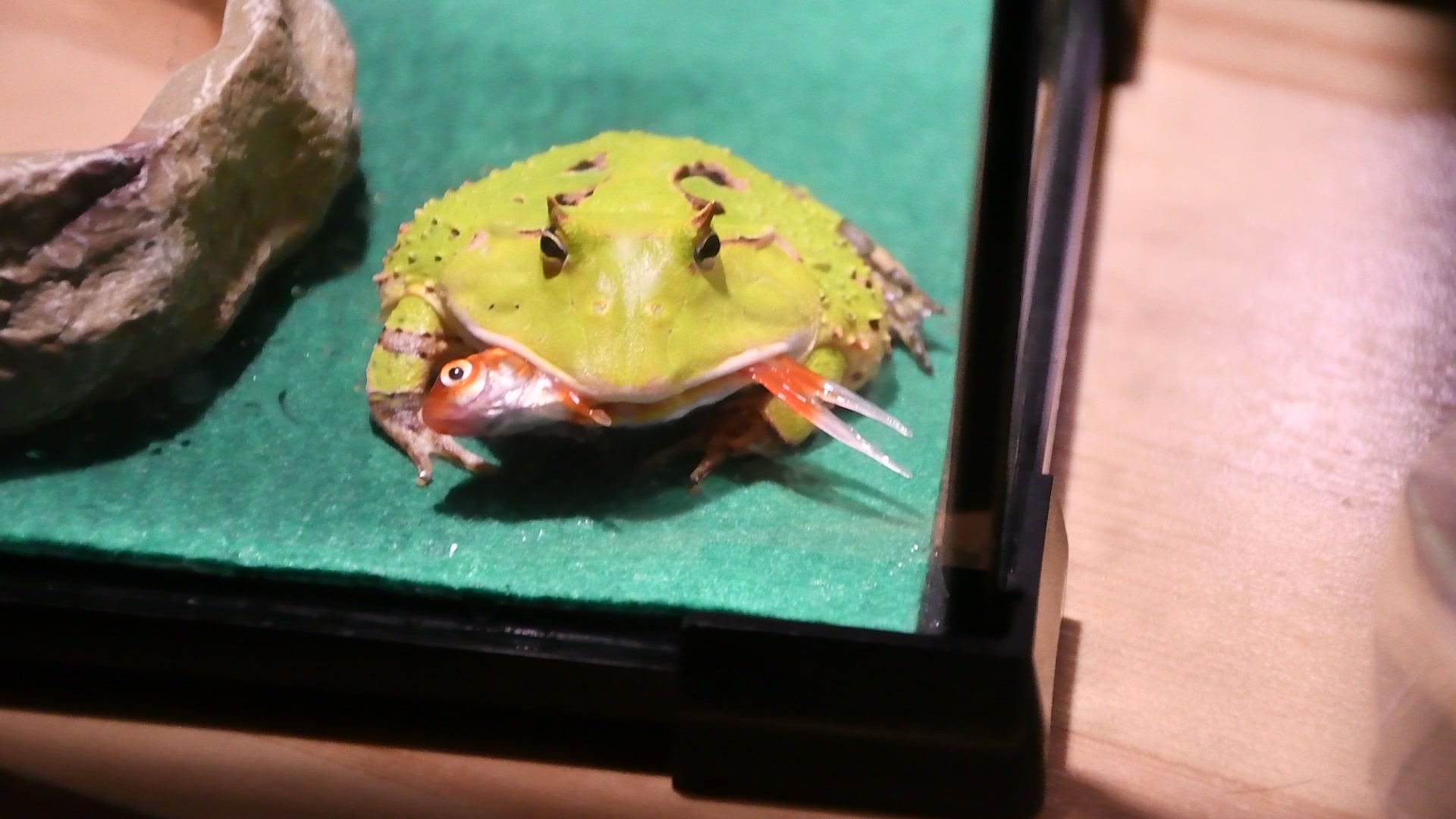 泡泡的小角蛙吃金鱼