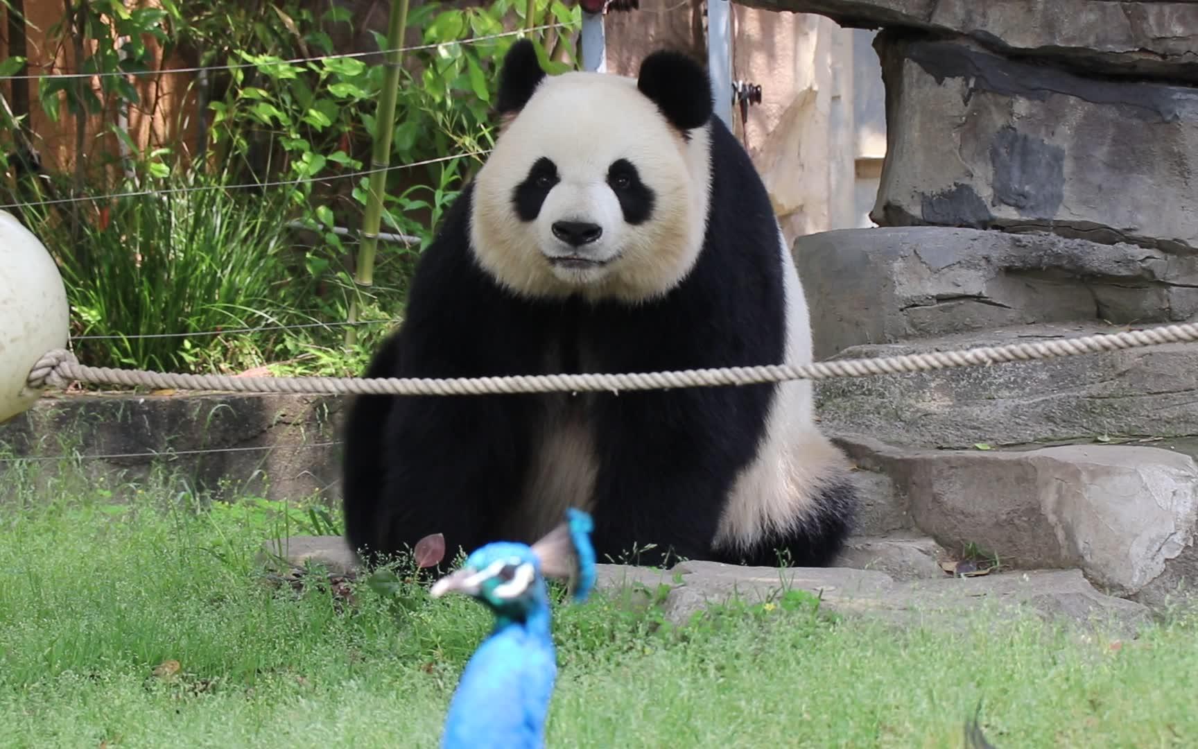 【大熊猫正正】不停抢镜的沈王爷,貌似被某包赤果果的无视了^o^_哔哩