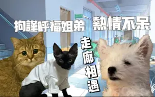 Download Video: 【不呆】热情小狗不呆，吓到社恐姐弟呼福