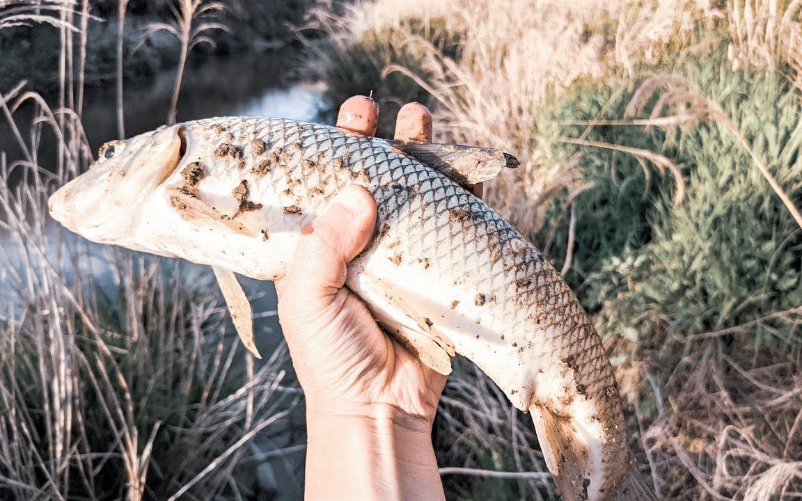 釣魚在草津市的草津川釣到花骨魚還有iroha親水公園的附帶視頻pixel4