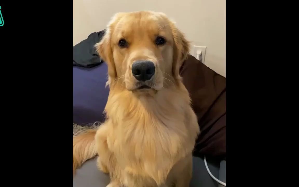 一做头部按摩就咧嘴笑的大金毛,这笑容太治愈啦!