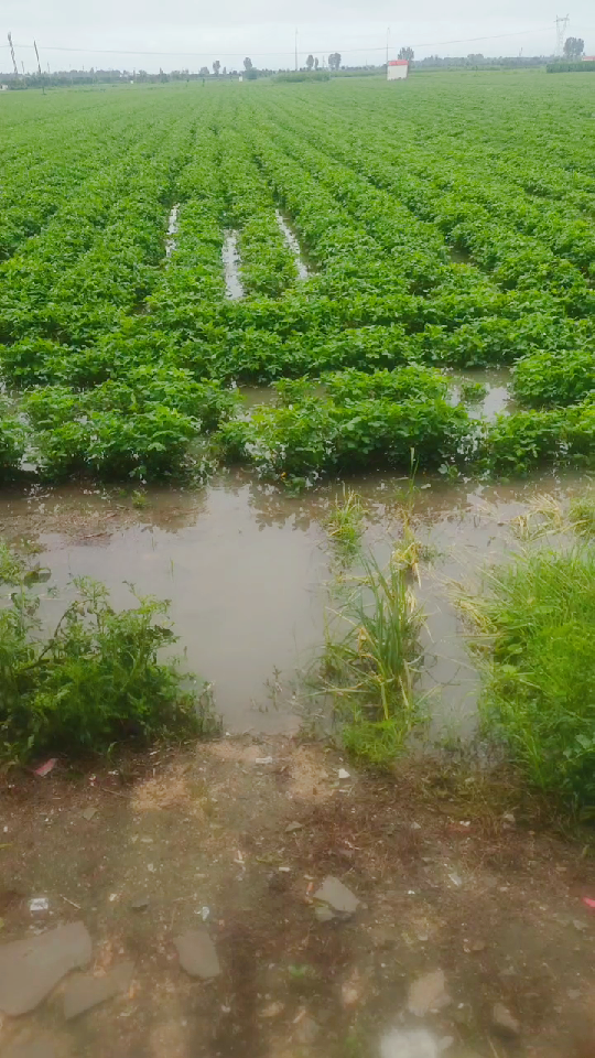 雨后的田间地头