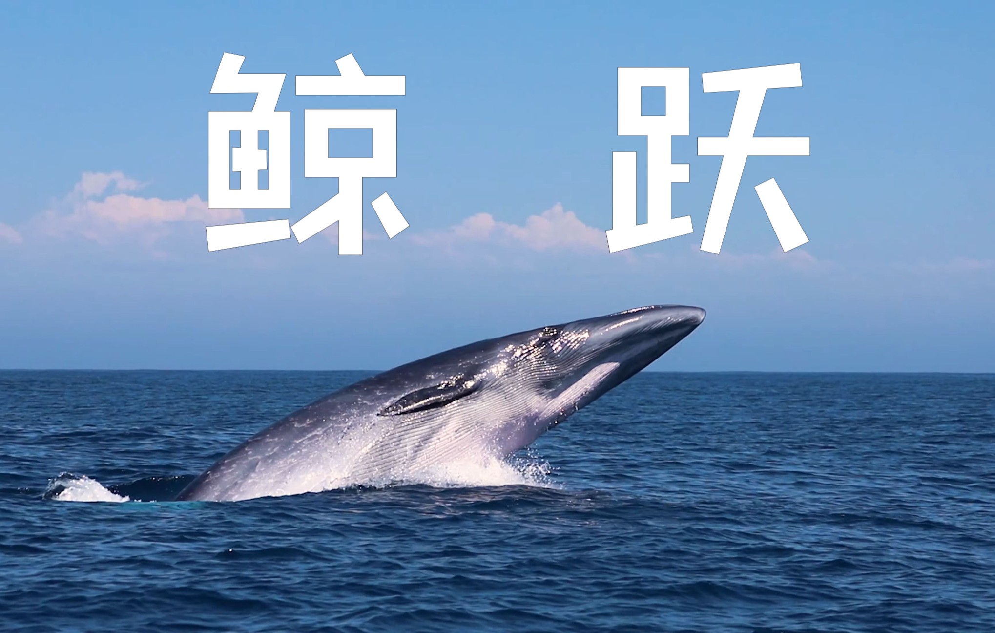 12米体长的布氏鲸 破水一跃