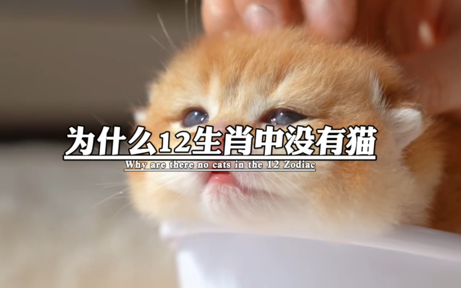 为什么十二生肖没有猫?都知道猫抓老鼠.哔哩哔哩bilibili