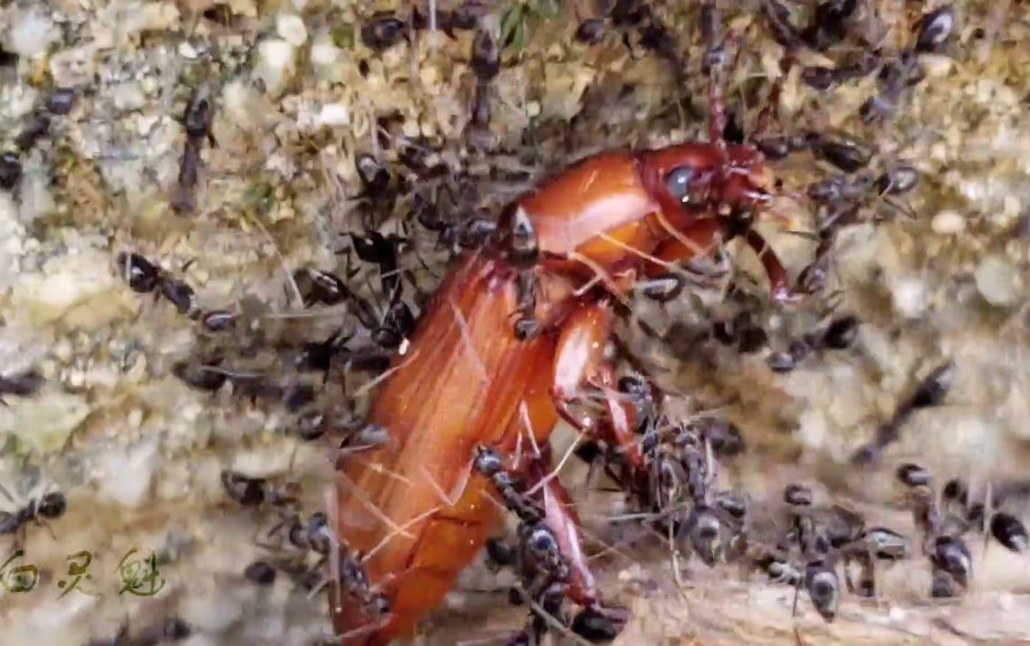 长角立毛蚁将抱着树根的黄粉甲拽出来并开始搬上去了