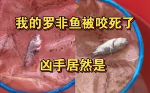 Tải video: 震惊！我的罗非鱼居然被咬死了！凶手居然是………