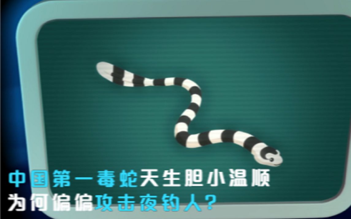 中国第一毒蛇,天生胆小温顺不敢攻击人,为啥偏偏攻击夜钓人?哔哩哔哩bilibili