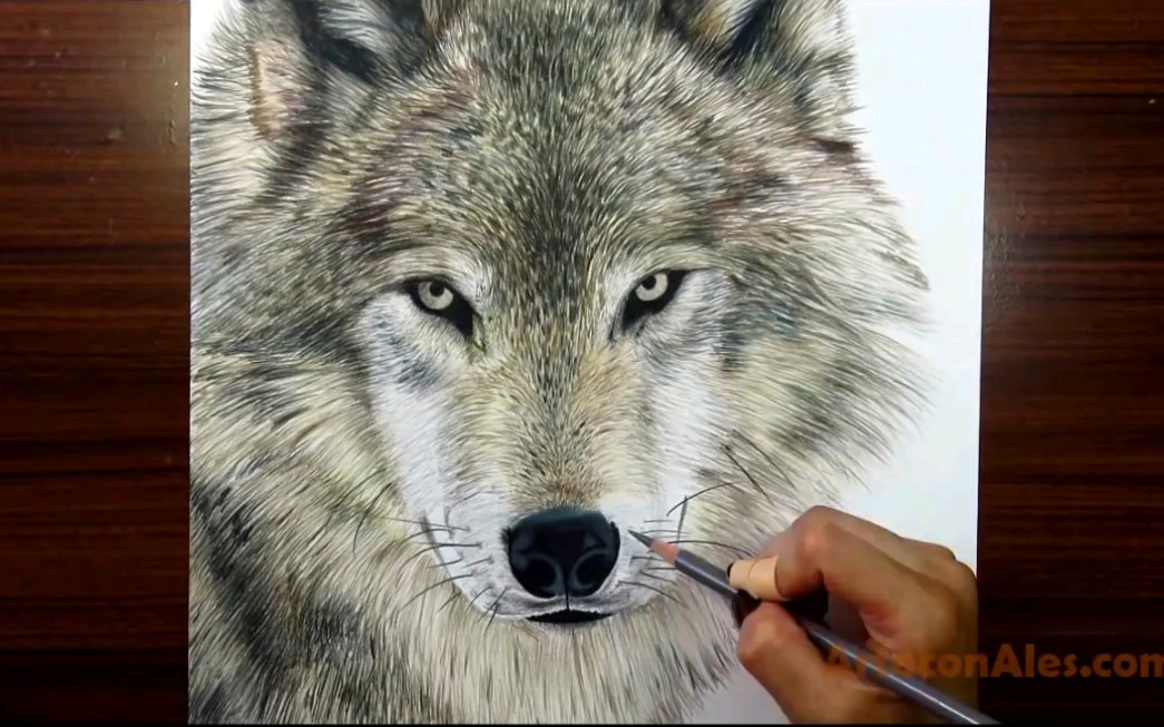 arteconales教你用彩色铅笔绘画逼真狼
