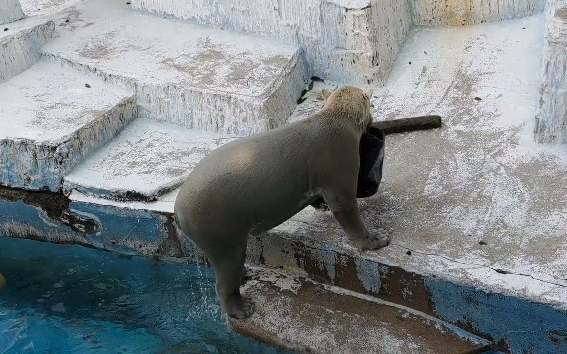 天王寺动物园 自己玩耍的北极熊