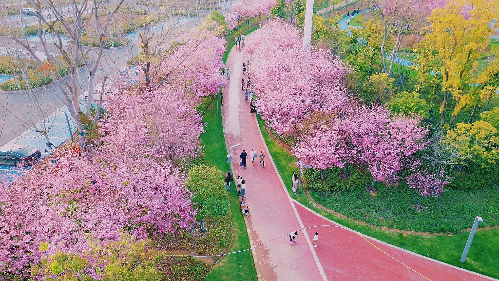 赣州赣县樱花公园图片