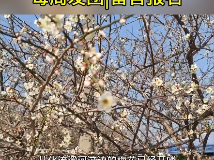 2025年第一波香雪梅花!流溪河赏梅1天!广州出发!从化流溪香雪3000亩梅花已盛开,雪白一片,很适合拍照打卡,游广东醉美乡村溪头村,品尝美味竹筒...