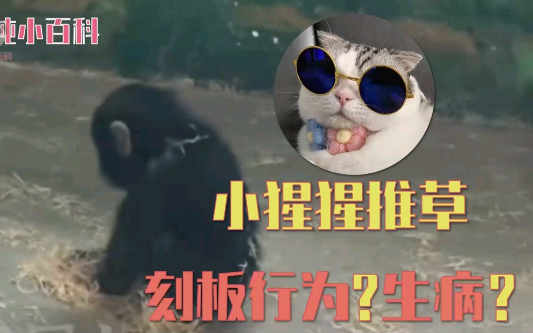 小猩猩推草是生病还是玩耍?我终于找到答案了.哔哩哔哩bilibili