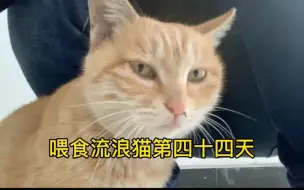 Descargar video: 喂食流浪猫