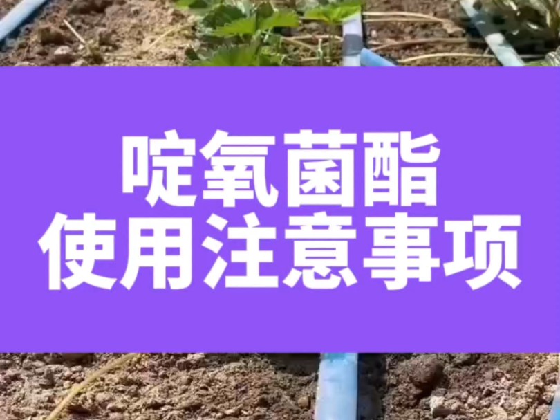 啶氧菌酯使用注意事项哔哩哔哩bilibili