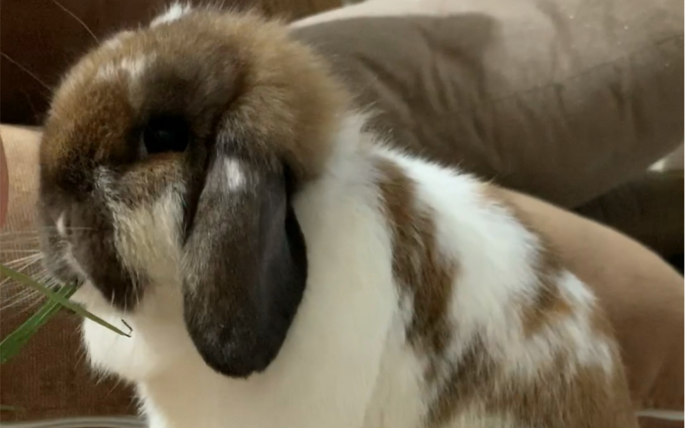 碎斑垂耳兔刚到新家适应的很好,作为吃货嘴不能闲着