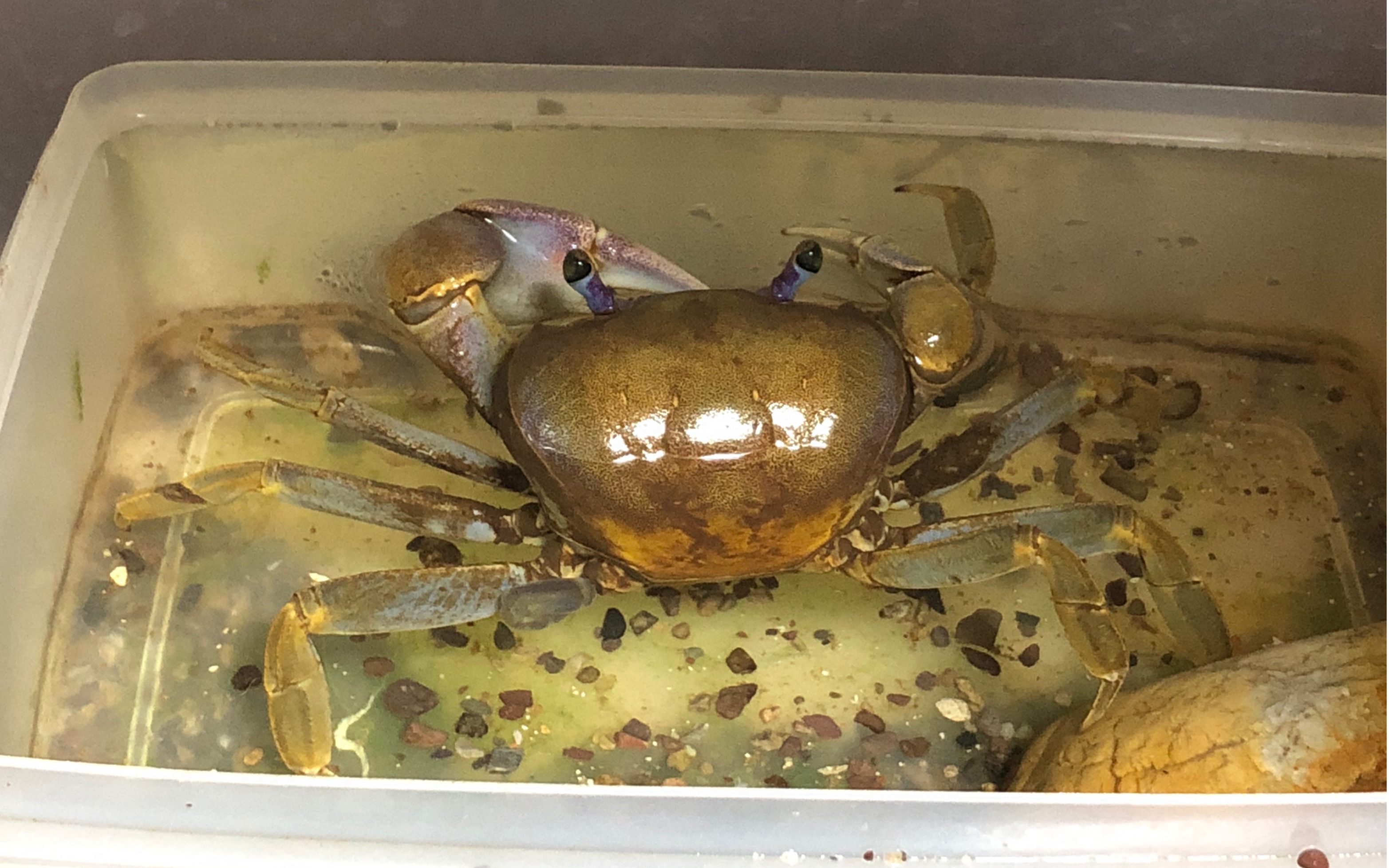 【美洲关氏圆轴蟹】等了两周终于退壳啦!全品啦!