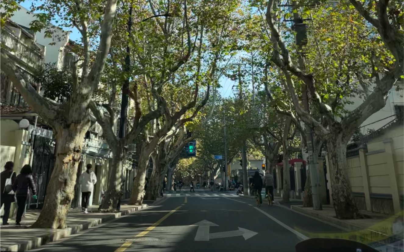 [图]二球悬铃木的道路