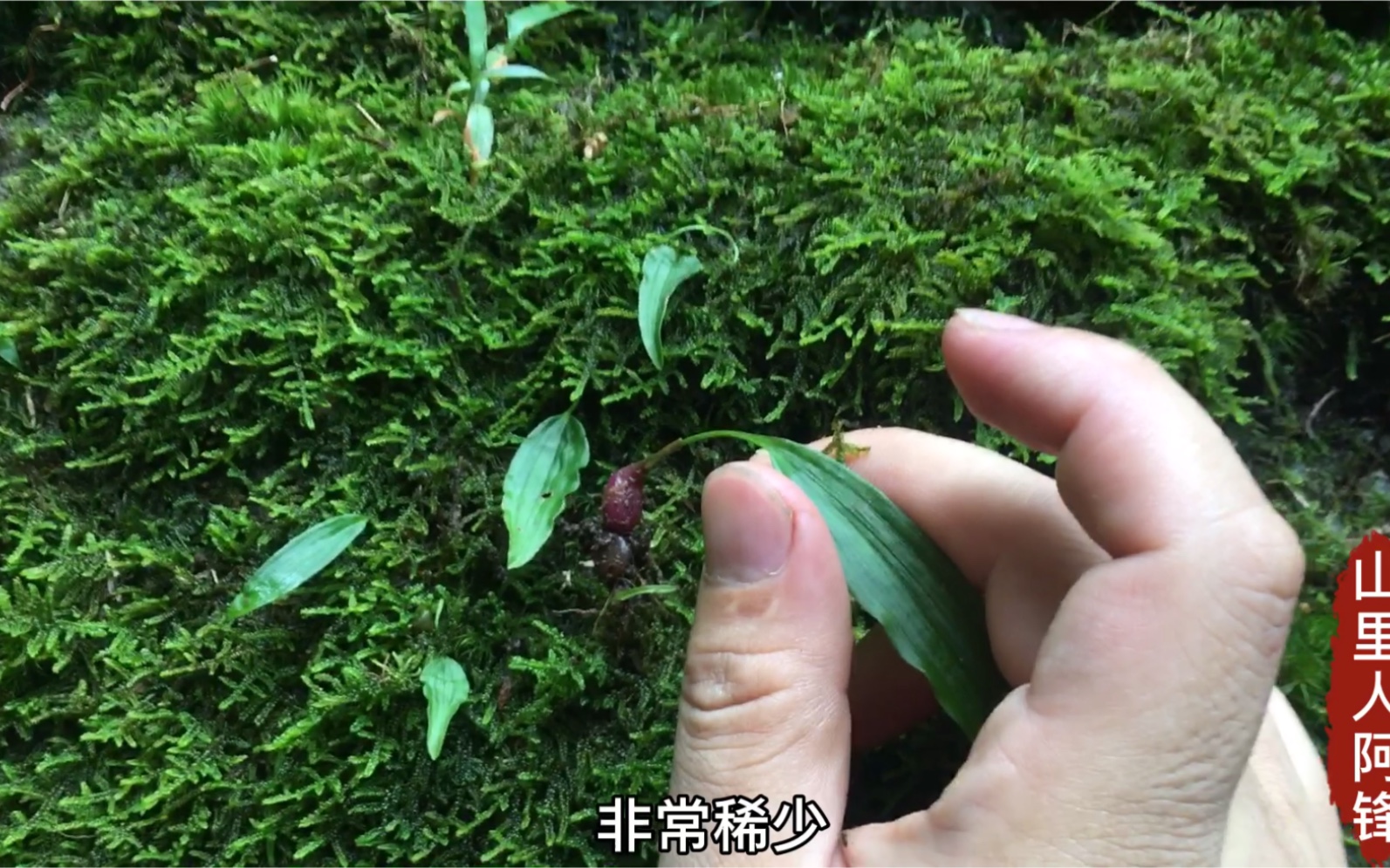 "岩豆"深山崖壁上的一种稀有植物,一般人没见过
