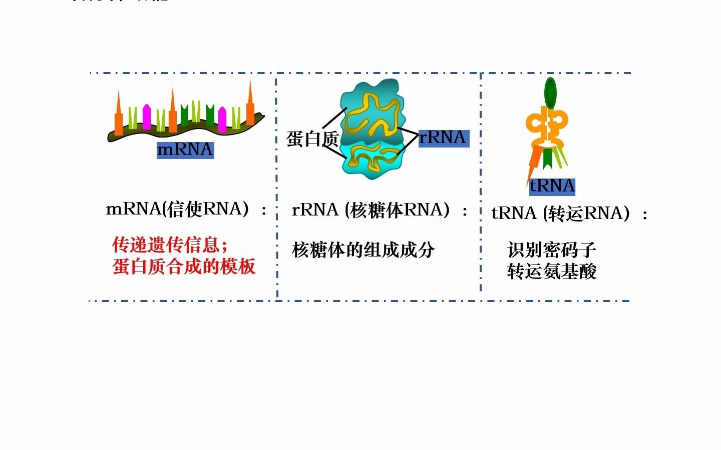 rna的种类和功能_哔哩哔哩_bilibili