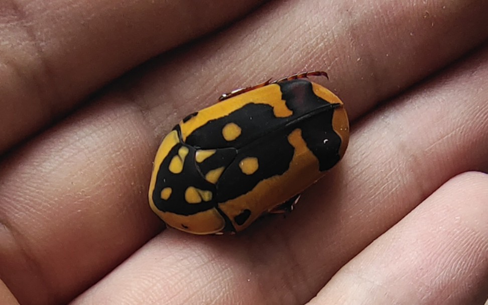 活动  开箱:鬼面鱼雷花金龟