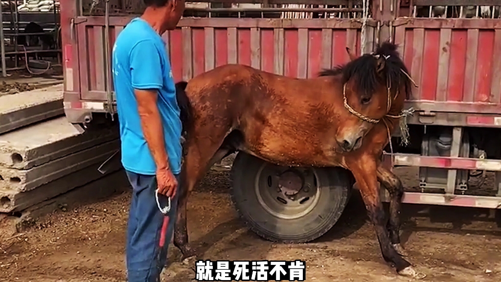 [图]驯服不听话的马儿