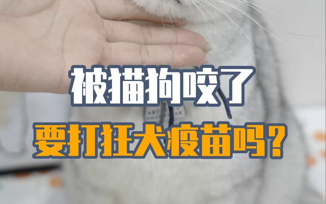 被犬猫抓伤、咬伤先别慌,自行判断一下!哔哩哔哩bilibili