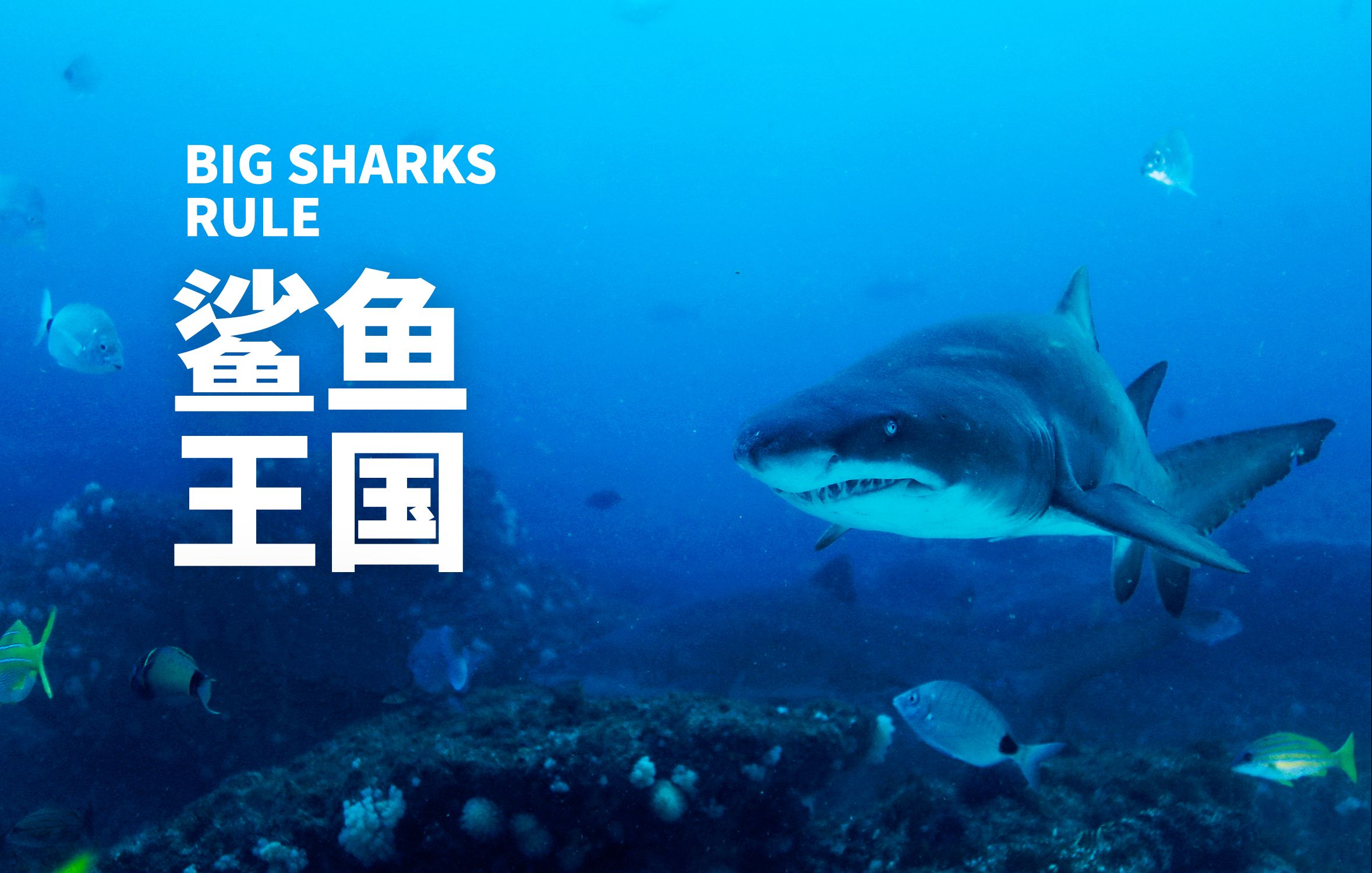 【国语】最凶残的海洋霸主鲨鱼国Big Sharks Rule国家地理纪录片哔哩哔哩bilibili