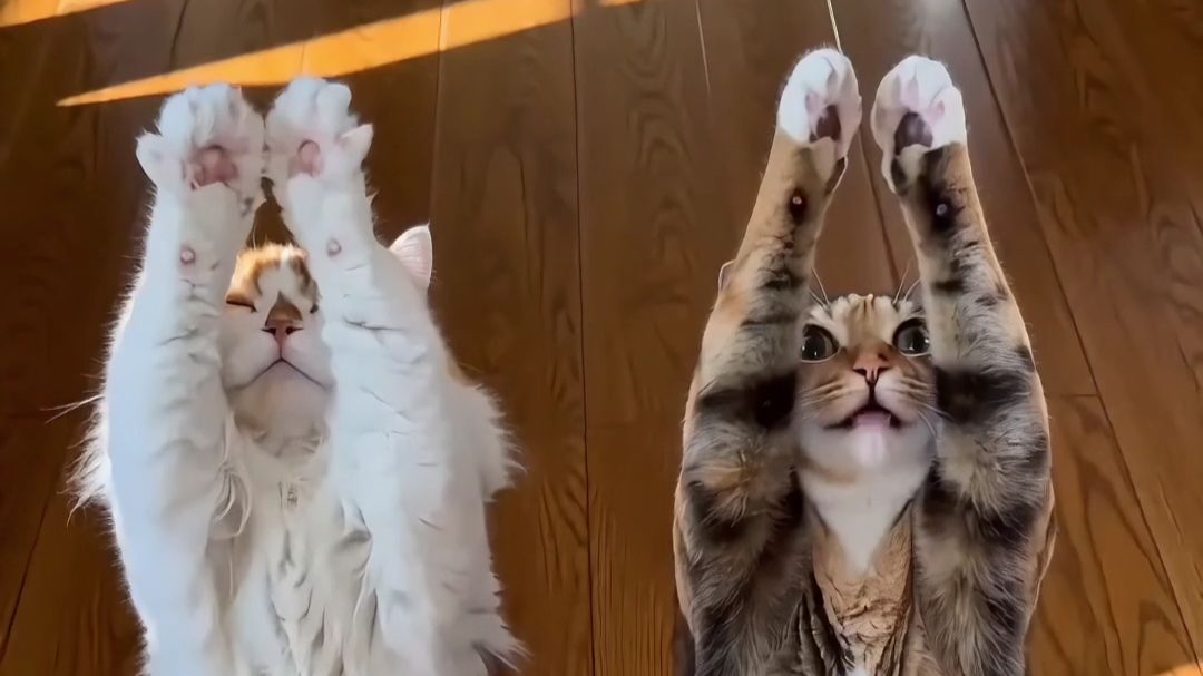 热鼠了！猫咪的悠长夏日！