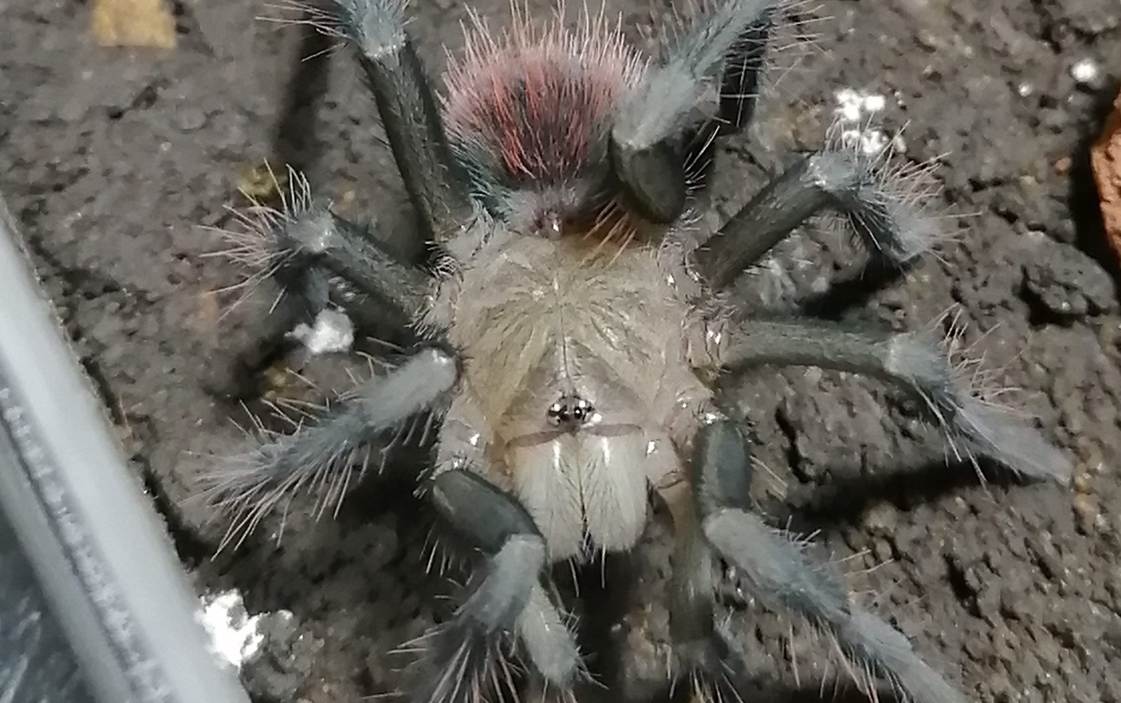 捕鸟蛛:哥伦比亚镭射 4进5l蜕皮录像十倍速 手机直拍_哔哩哔哩_bili