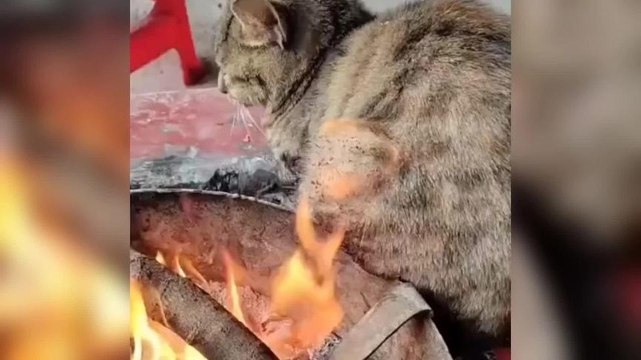 [图]第一批回村过年的猫#第一批回村后的猫都在干嘛