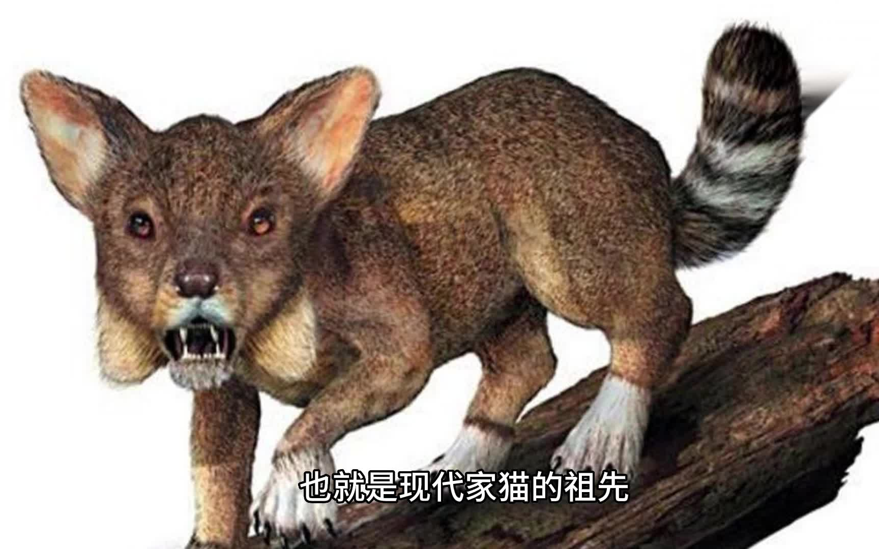 猫的进化史哔哩哔哩bilibili