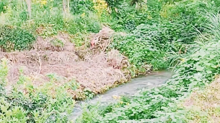 [图]生我养我的小山村