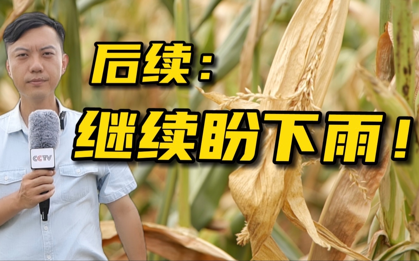 高温缺雨！ 并非所有农田都有水浇灌！