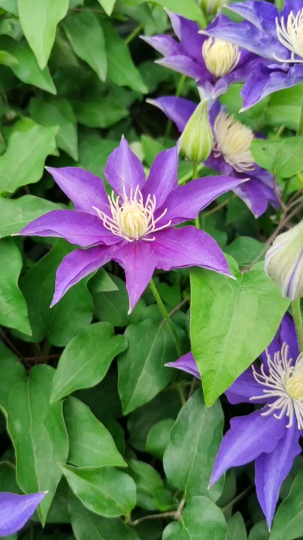 铁线莲白王冠,蓝紫色的花,早花单瓣铁线莲